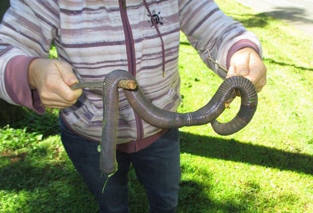 Sorpresa en Australia por la aparición de una lombriz gigante | Curiosidades