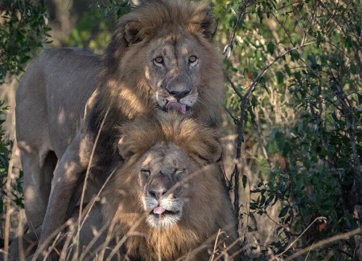 Escándalo en Kenia por dos leones gays: dicen que están "poseídos por el demonio" | Curiosidades