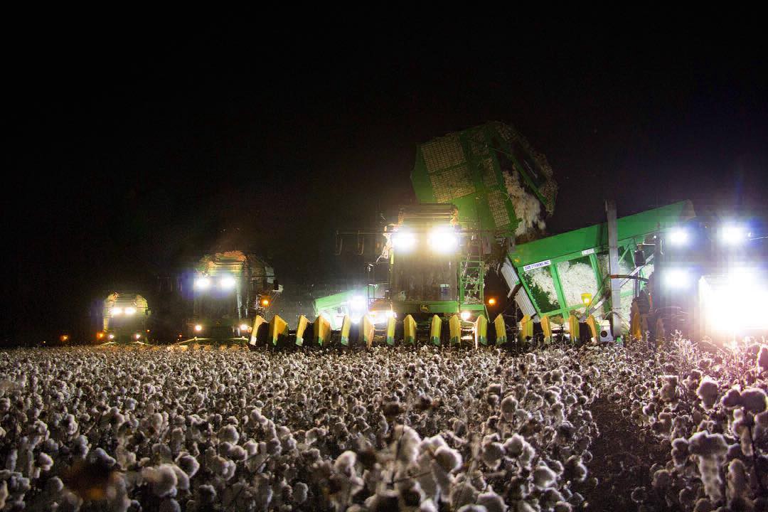 La foto viral que sorprende: el campo de algodón que parece un festival de música | Curiosidades