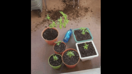 Video viral: dos gatos se comieron las plantas de marihuana de su dueña y así quedaron | Curiosidades