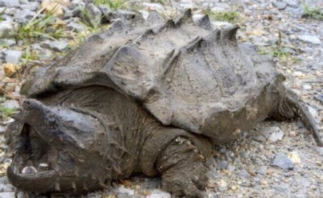 Hallaron la primera tortuga cocodrilo mordedora en estado salvaje en 30 años | Curiosidades