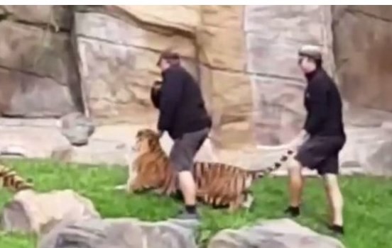 Video documento: así maltratan unos cuidadores a un tigre en un zoo de Australia | Curiosidades