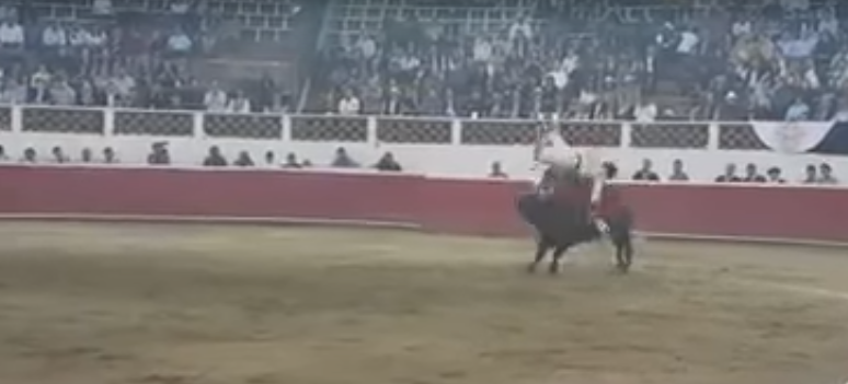 Video impactante: un torero recibió una cornada en los testículos | Curiosidades