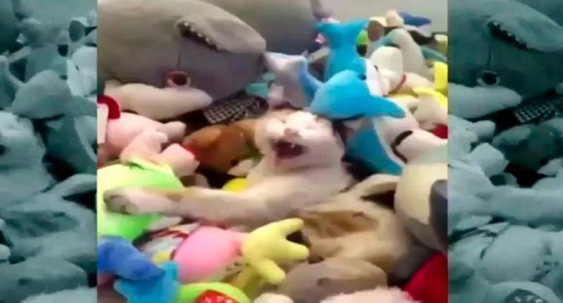 Video viral: así reacciona un gato que se queda encerrado en una máquina de peluches | Curiosidades