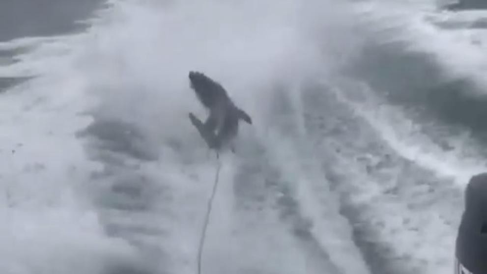 Van a juicio los hombres que torturaron brutalmente a un tiburón y lo mostraron en redes sociales | Curiosidades