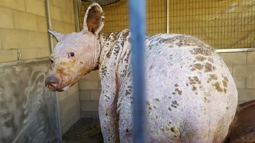 La extraña cría de oso sin pelo que fue rescatada en Estados Unidos | Curiosidades