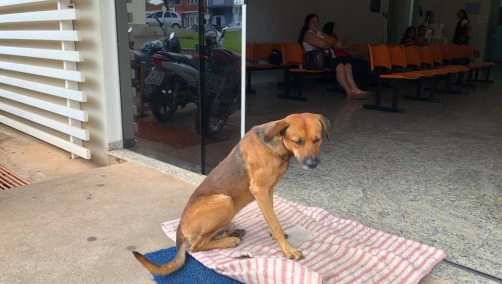 Un perro sigue esperando a su dueño en la puerta del hospital donde murió hace 4 meses | Curiosidades