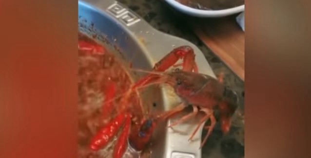 El cangrejo que se automutila una tenaza para no caer en una olla con agua hirviendo | Curiosidades