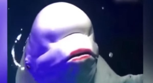 Indignación mundial por la mujer que le pinta los labios a una beluga | Curiosidades