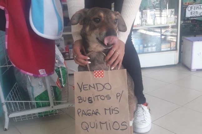 La historia de Norberto, el perrito que "vende" para poder tratarse por un cáncer | Curiosidades