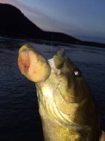 Confirman un caso de cáncer avanzado en un pez debido a la contaminación | Internacionales