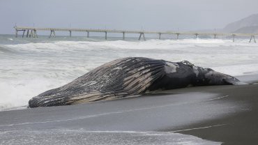 El misterio de las 20 ballenas muertas que aparecieron en Chile | Internacionales