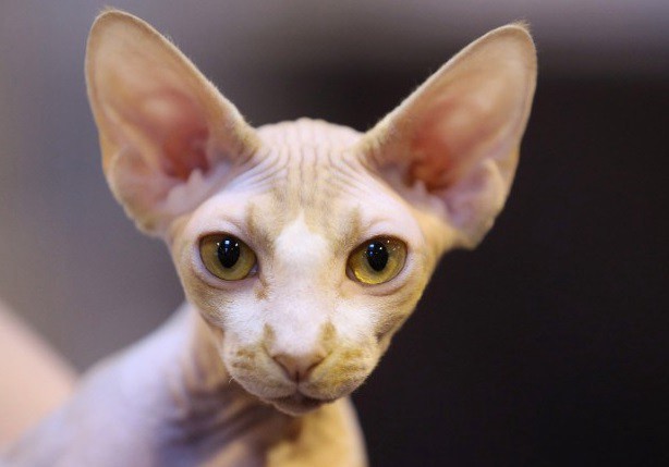 No pagó sus deudas y le decomisaron hasta el gato | Internacionales