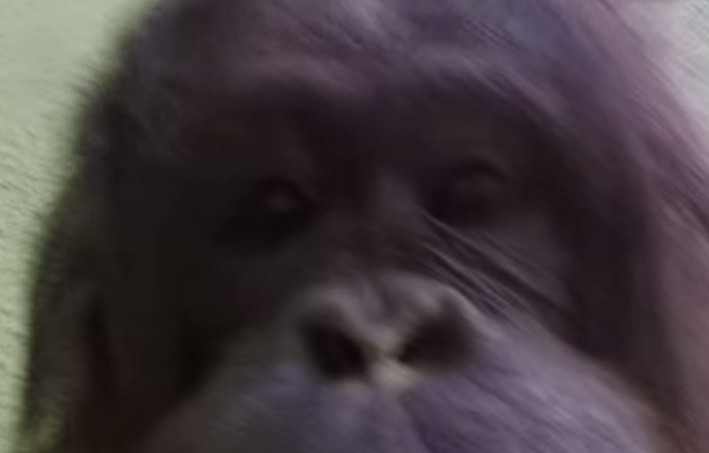 Video: el "cortometraje" del orangután que se apropió de una cámara GoPro | Internacionales