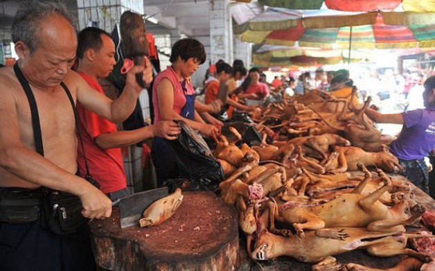 Buscan frenar la matanza para el "Festival de carne de perro" | Internacionales