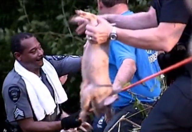 Un accidente de tránsito deja 1.100 chanchitos muertos en una ruta | Internacionales