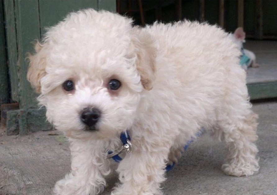 Juntan 50 mil firmas para liberar a un perrito atrapado en aeropuerto de Barcelona | Internacionales