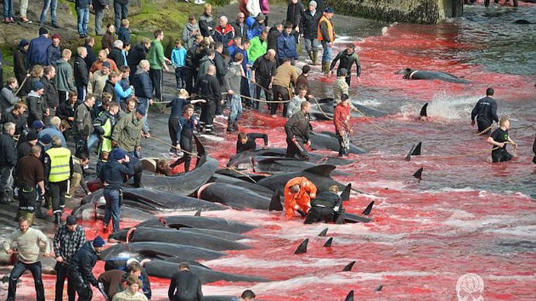 Fotos: salvaje cacería de ballenas tiñó de rojo el océano Atlántico | Internacionales