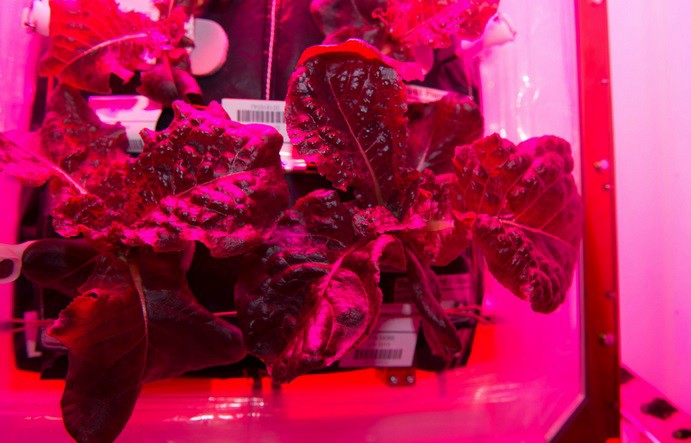 Lechuga "fresca espacial", el nuevo menú para astronautas de la NASA | Internacionales