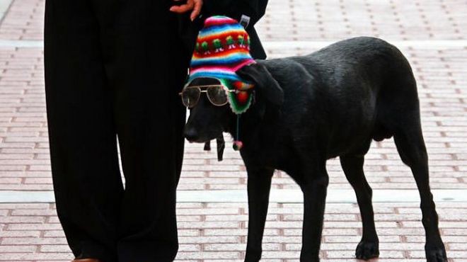 Cayó la banda de "Los Pulgosos": teñían perros y los vendían como si fueran de raza | Internacionales