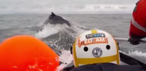 VIDEO: Al rescate de una ballena jorobada en Islandia | Internacionales