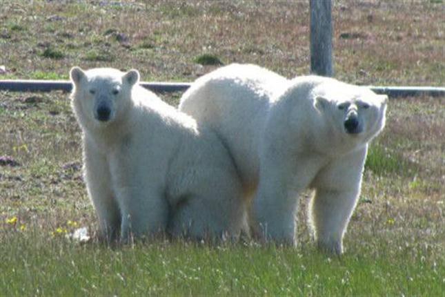Científicos se encuentran sitiados por osos polares en una isla remota | Internacionales