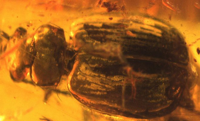 Hallan un escarabajo de hace 40 millones de años | Internacionales