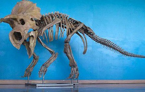 Paleontólogos descubren una nueva especie de dinosaurio | Internacionales