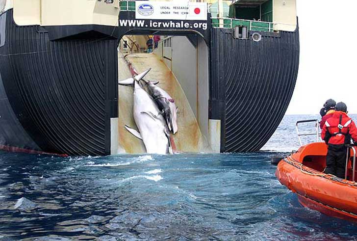 Japón seguirá cazando ballenas en la Antártida a pesar de la prohibición de la ONU | Internacionales