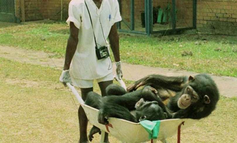 Estados Unidos pone fin al uso de chimpancés para investigación médica | Internacionales