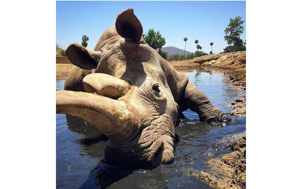 Murió un rinoceronte blanco y quedan sólo tres en todo el mundo | Internacionales