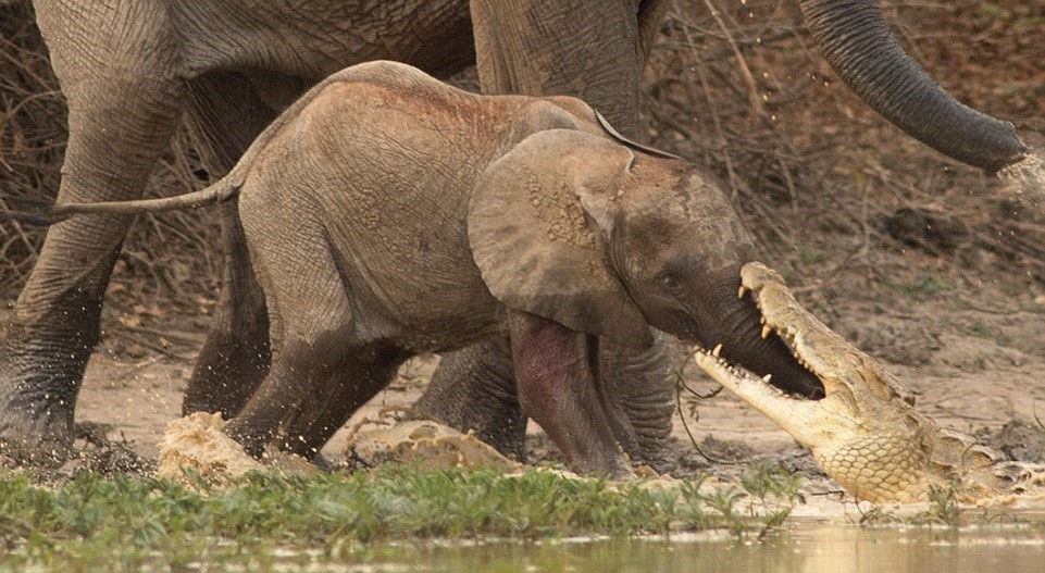 Impactantes imágenes de un cocodrilo intentando comerse a un elefante bebé | Internacionales