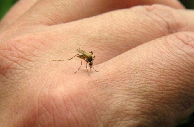 Un nuevo virus amenaza a los turistas en Brasil | Internacionales