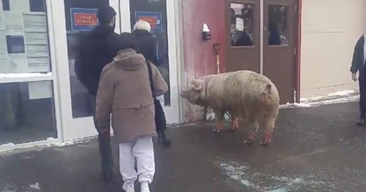 New Hampshire: un cerdo se escapó de una granja y quiso ir a votar | Internacionales