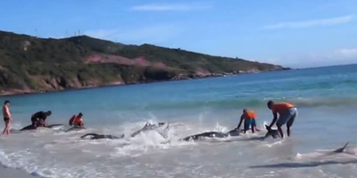 El emotivo rescate de delfines que quedaron varados en una playa de Brasil | Internacionales