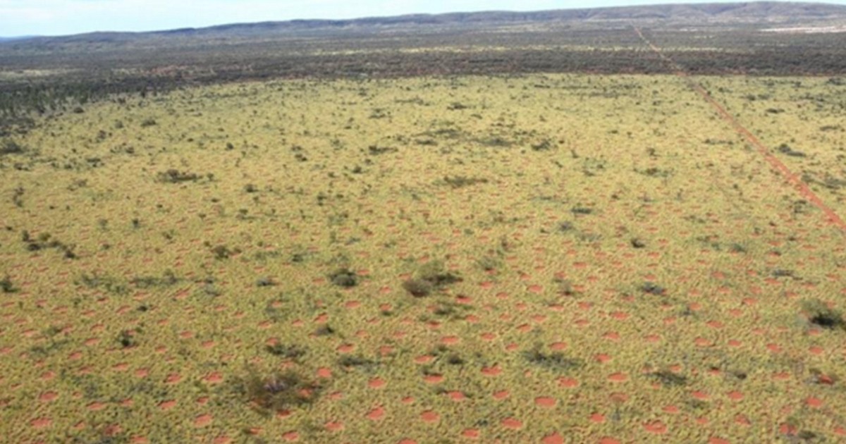 El misterio de los “círculos de hadas” en Australia | Internacionales
