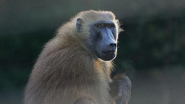 Un mono vive hace más dos años con un corazón de cerdo | Internacionales