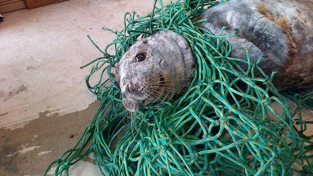 Fotos: salvaron a una foca de morir "enredada" | Internacionales