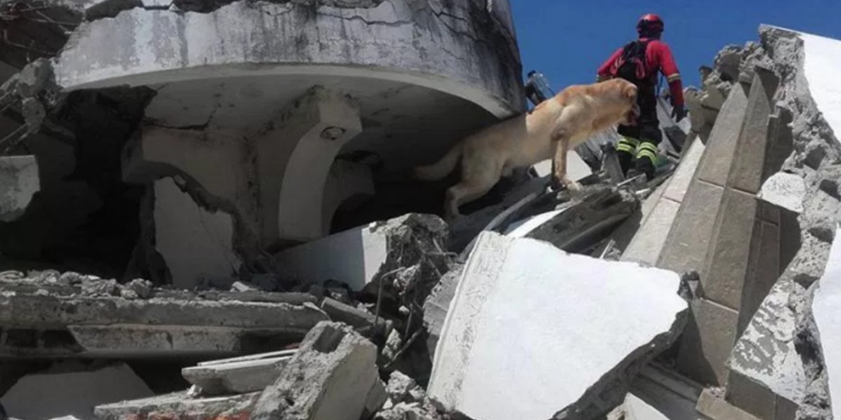 Murió Dayko, el perro que buscaba supervivientes del terremoto en Ecuador | Internacionales
