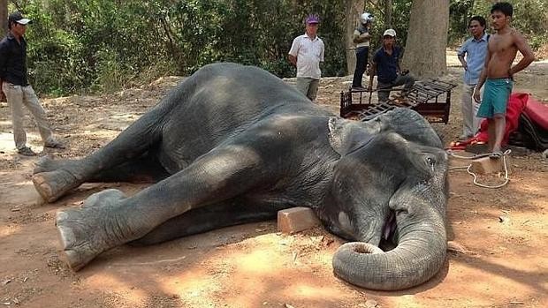 Murió un elefante por un golpe de calor cuando transportaba a turistas | Internacionales