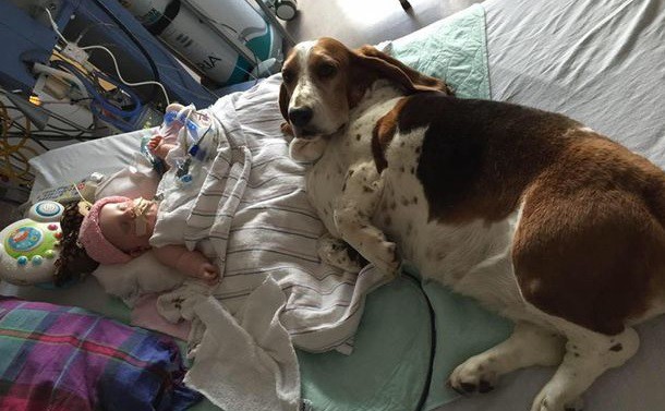 La historia del perro que se niega a abandonar la cama de una bebita moribunda | Internacionales