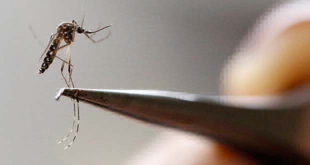 Detectaron en España el primer caso de microcefalia en un feto por zika | Internacionales