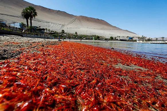 El misterio de los animales varados en las costas de Chile: ahora hallaron miles de langostinos | Internacionales