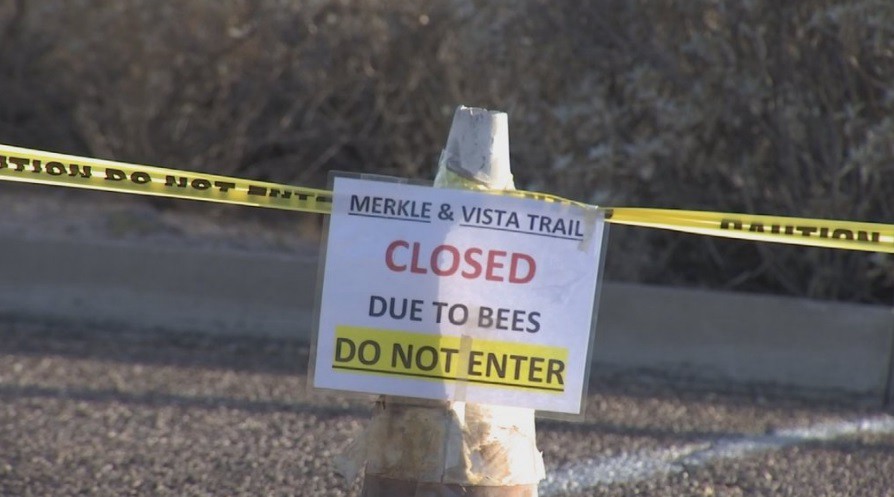 Un joven murió luego de ser picado por mil abejas en Arizona | Internacionales