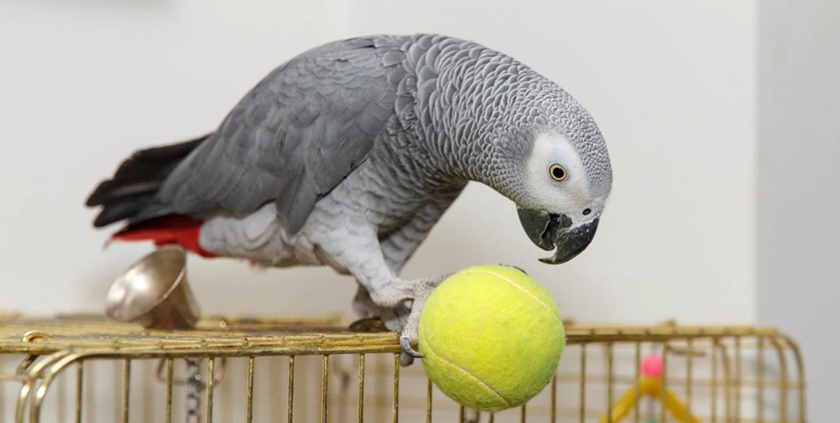 EE.UU.: podrían usar a un loro como testigo de un crimen pasional | Internacionales