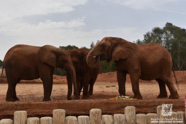 Tragedia en una zoológico de Marruecos: un elefante tiró una piedra y mató a una nena | Internacionales