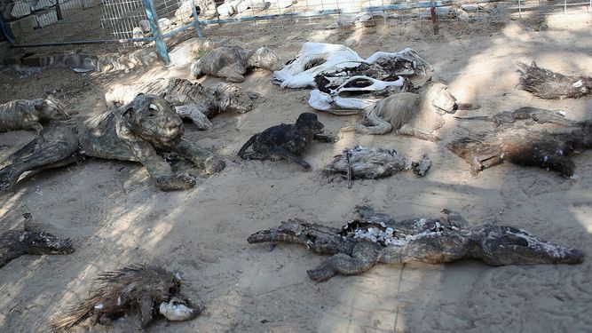 Cierran el "peor zoológico del mundo" en la franja de Gaza | Internacionales