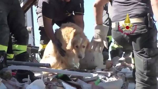 Italia: rescataron un perro que sobrevivió nueve días bajo los escombros del terremoto | Internacionales