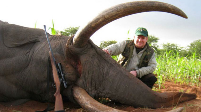 Pronostican que por la caza podrían desaparecer los elefantes en 15 años | Internacionales