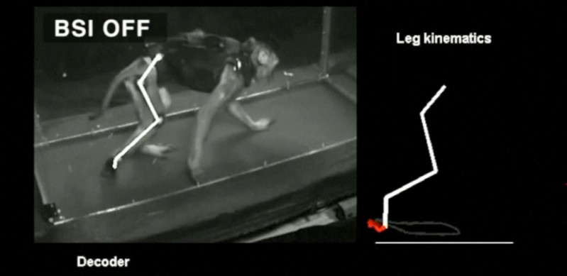 Implantan chip a monos con parálisis y vuelven a caminar | Internacionales